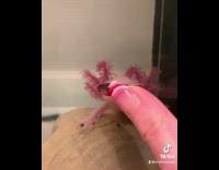 Collab BitchMP - Pink axolotl amphibian pet inside of fish tank gets fake pink sunglasses 