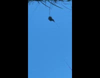 Flock of parakeets making noise on tree