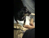 black dog holding big bone