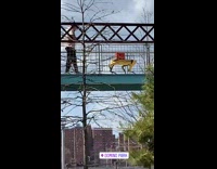 Guy walks yellow robot dog down pt. 7