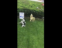 Dog barks at fake coyote poster park