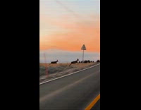 Two deer runs fast cross the road