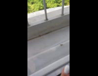 Grasshopper tries to jump in the window