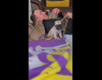 Man lay on blanket with pug puppies