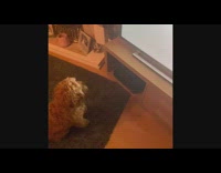 Dog watches birds and penguins on television 