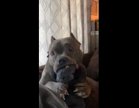 Collab Clips MPUGC - Dog stares at hooman while biting plushie 