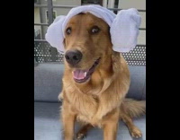 Brown dog white towel princess leia buns 