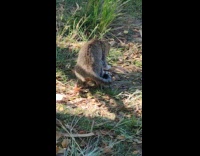Wild cat attempting to eat a snake in the grass 
