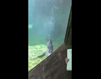 Penguin swims and catches the drawing of the filmer