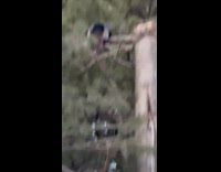 Turkey on top of the tree outside