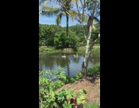 Two goose flip over in the pond