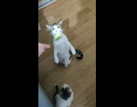 Cat licks green melon from fork 