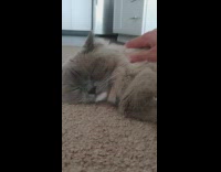 Girl pets grey cat to sleep carpet 