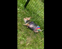 Dog in Rainbow Bikini Rolls on Grass