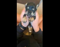 Lady Holds Up Young Puppy on Hand