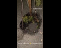 Collab WINY - Tree put in hole middle of road