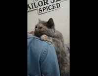 Grey cat puts paws on denim shoulder