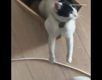 Black white cat green tag cardboard box 