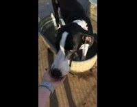 Dog park metal tub orange ball girl 