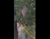 Wasp nest hang on tree yellow tape
