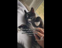 Black kitten bestfriends with brown dog 