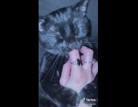 Black cat suckles on fingers