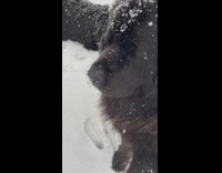 Black dog gives owner pay in snow 