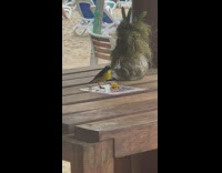 Bird on table eat food from wrapper