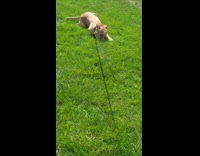 Dog crawls on grass during walk time