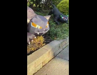 Dog growls and barks at inflatable black cat 