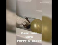 Collab Pets For All - Dog takes bath with gold balloon