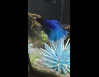 Blue fish floats in aquarium tank 