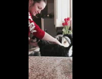 Time Lapse of Black Dog Getting Washed Metal Sink