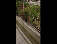 Lots of rats crawl on plant yard