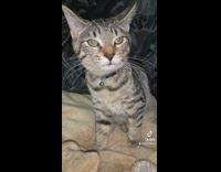 Cat meows at guy and then jumps at camera 