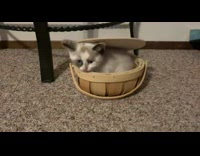 Kitten inside wooden basket 