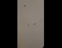 Thin spider shakes and vibrates on its web near the wall