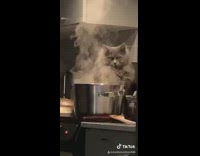 Collab VIBES - Fat grey cat sits behind steaming pot 