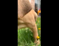 Brown puppy dog walks grass yellow flowers 