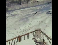 brown dog running around in snow and climbing stairs 