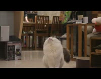 Edit of a cat to dance to a song