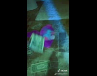 Dancing pink toy pony stripper money