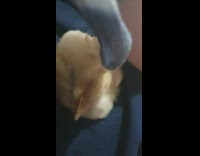 Girl works on laptop chick sits lap