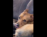 Dog cleans joint of foot 