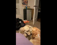 Brown dog licking and cleaning other dog 