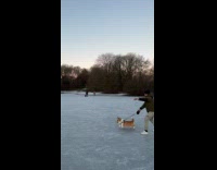 Dog pulls guy runs around frozen lake