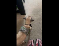 Pug Pup Picks Up Pizza Plushie then Shakes it