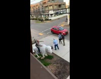 Pt. 2 Guy jumps on giant white bison and takes picture