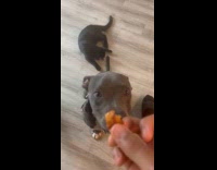 Dog sits for treat cat plays tail