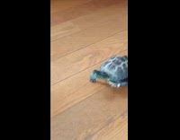 Collab ClipsIG - Turtle on skateboard crawl follow cat around